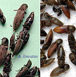 alineatusaobscurus