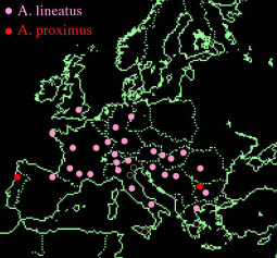 alineatusaproximus