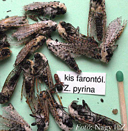 kisfaronto