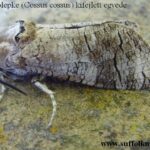 lepke4