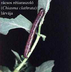 lucernakartevoje