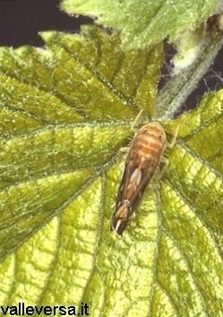 scaphoideus