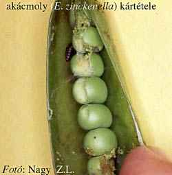 szantofoldieszoldsegkartev2