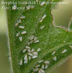 uvegesfoliahaz