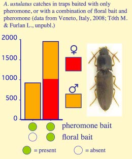 agriotesustulfemales