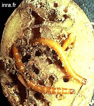 drotfereg
