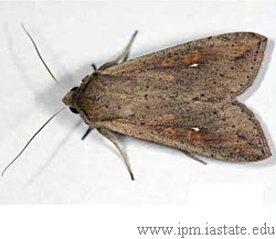 mythimna