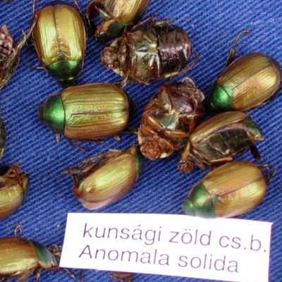 anomalasolidafixmeret