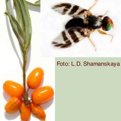 batavakiskepujdonsagokhoz