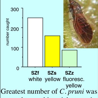 cacopsyllapruni
