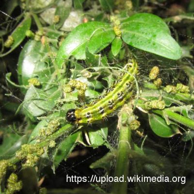 cydalimaperspectalis