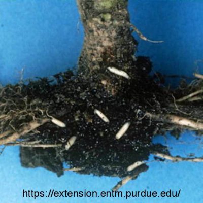 deliaradicum