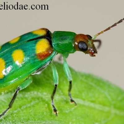 diabroticaspeciosa