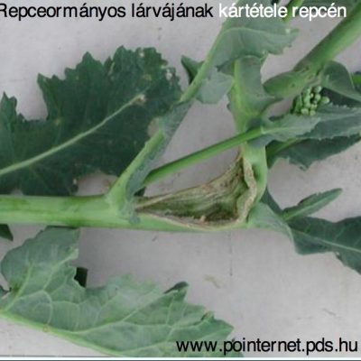 repceormanyosok