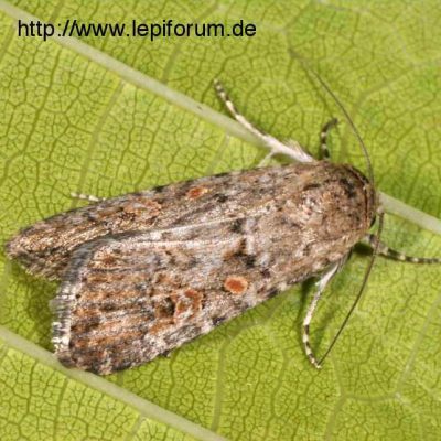 spodopteraexigua