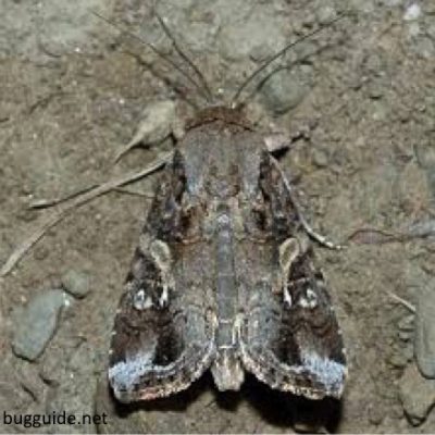 spodopterafrugiperda