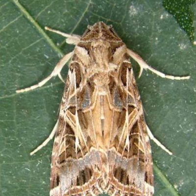 spodopteralittoralis